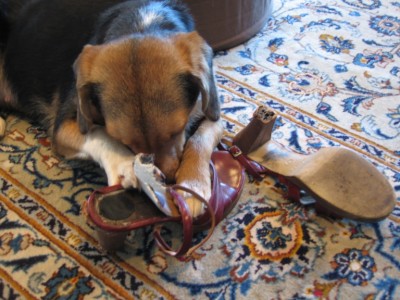 dogshoes6.jpg