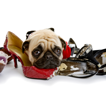 SP230-Pug-chew-shoes.jpg