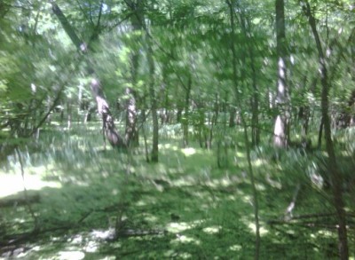 swamp 5_29 004_sm.jpg