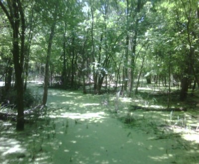 swamp 5_29 001_sm.jpg