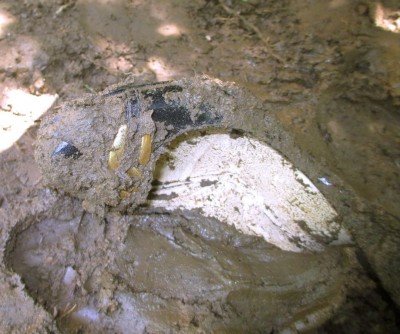 LKB_bl_fib_mud_18.JPG