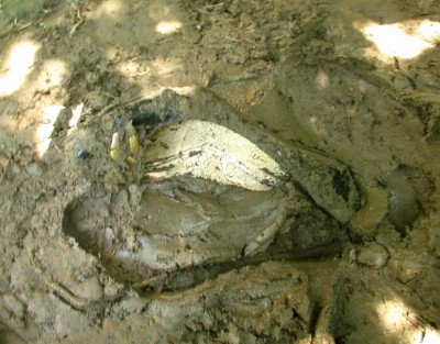 LKB_bl_fib_mud_17.JPG